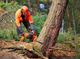 Best Aeration Services  in Lancaster, SC
