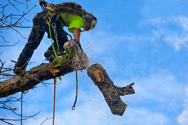  Lancaster, SC Tree Care Pros
